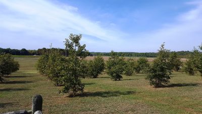 hiwassee-old-town-east-tennessee-nursery